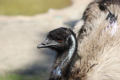 Closeup image of emu head