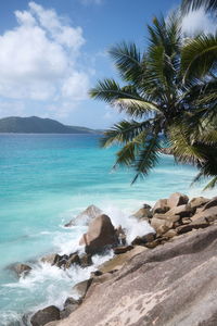 Low angle view of palm trees against sky