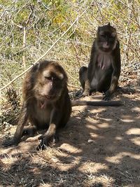 Monkeys on sand