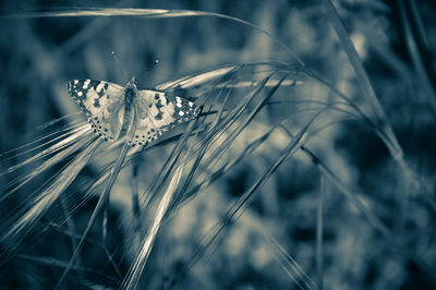 Close-up of butterfly on plant