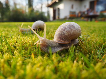 Close-up of snail