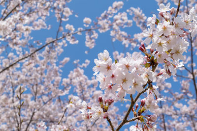 Low angle view of apple blossoms in spring