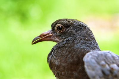 Close-up of bird