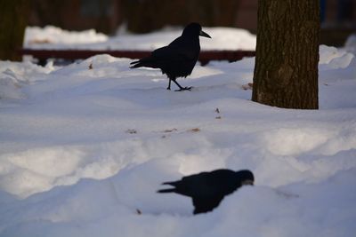 Bird perching on snow covered land