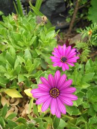 High angle view of flowers blooming in park