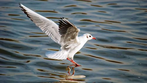 Seagulls flying over lake