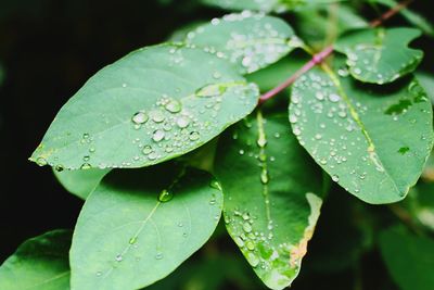 Close-up of wet plant