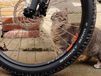 Close-up of cat with bicycle in the background