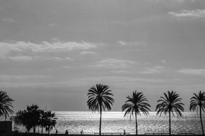 Palm trees on beach against sky