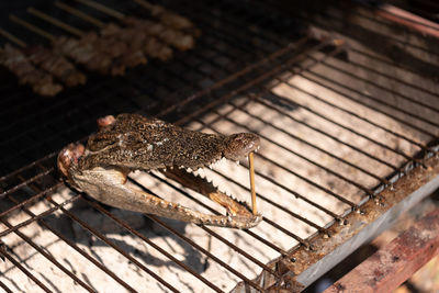 High angle view of crab on metal