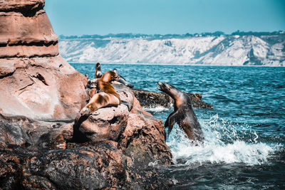 Sea lion leaping onto the rocky shore