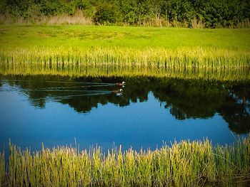 Reflection of trees in lake