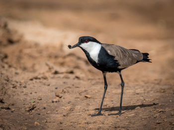 Side view of a bird on a field