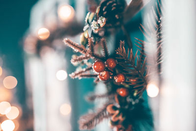 Close-up of christmas tree