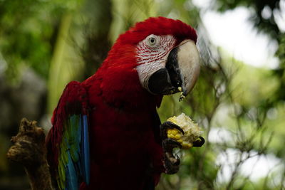 Close-up of parrot perching on tree