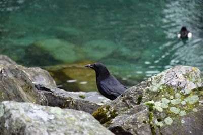 Bird perching on rock