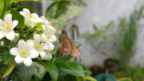 Close-up of butterfly pollinating on flower