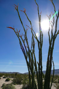 Low angle view of fresh flowers against sky