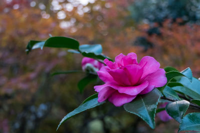 Close-up of pink flower blooming outdoors