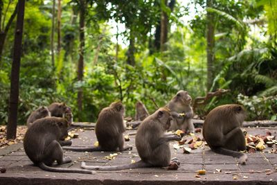 Monkeys sitting in a forest