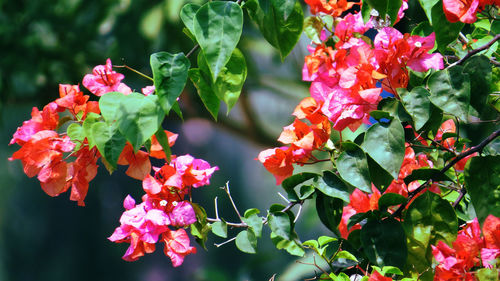 Close-up of pink flowers