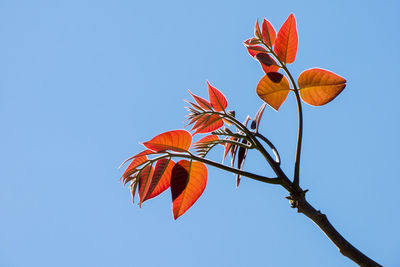 Low angle view of orange flowering plant against clear blue sky