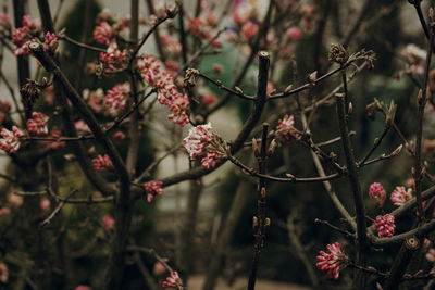 Close up of pink flowers - viburnum