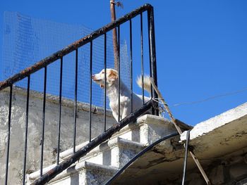 Low angle view of dog on steps against clear blue sky