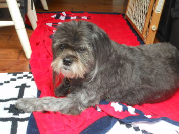 Portrait of dog relaxing on chair