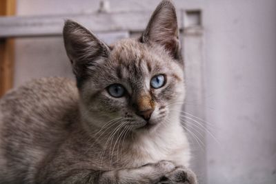 Close-up portrait of cat