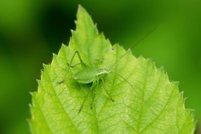 Close-up of speckled bush cricket on leaf