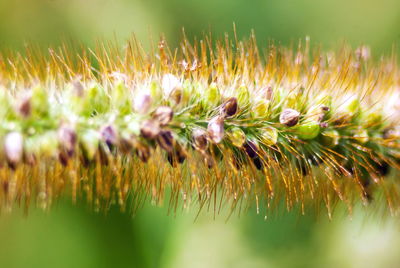 Close-up of purple flowering plants on field