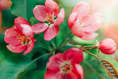 Close-up of pink flowering plant