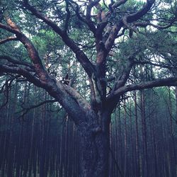 Low angle view of trees in forest