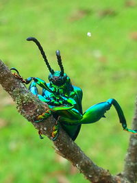 Close-up of insect on leaf