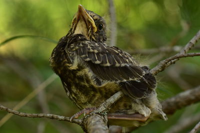 Close-up of a bird perching on branch