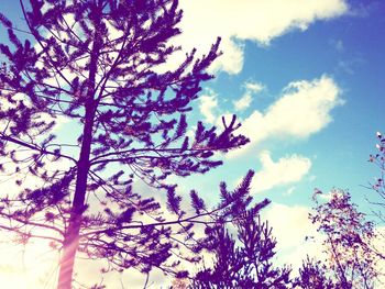 Low angle view of flowering tree against blue sky