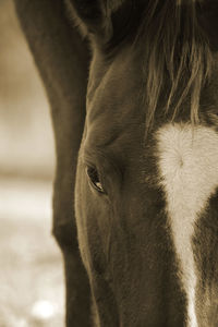 Horse grazing up close