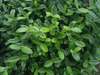 Full frame shot of green leaves