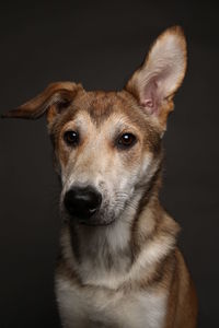 Close-up portrait of a dog over black background