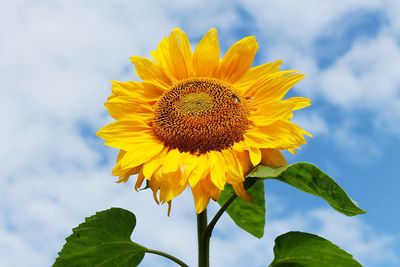 Close-up of sunflower blooming against sky