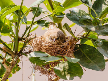 View of bird in nest