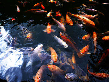 High angle view of koi carps swimming in pond