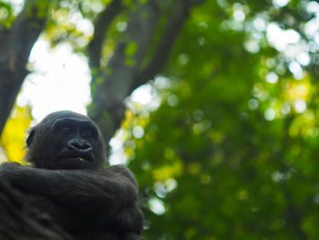 Low angle view of monkey sitting on tree in forest