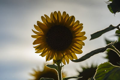 Close-up of sunflower against sky