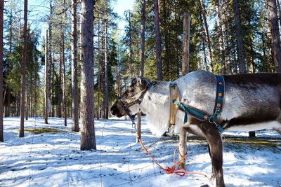 Horse on snow field against trees during winter
