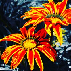 Close-up of orange flower blooming outdoors