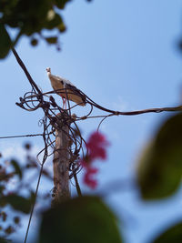 Close-up of bird perching on branch