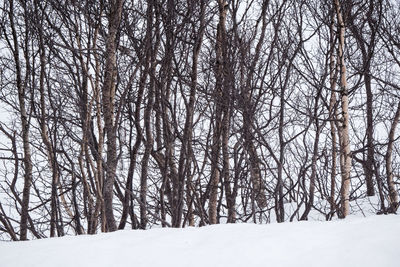 Low angle view of bare trees