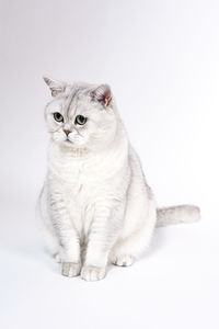 Portrait of cat sitting on white background